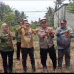 Camat Pakuhaji dan Kades Bonisari bersama petani saat panen bawang merah di Desa Bonisari