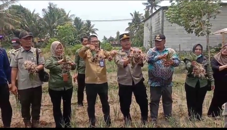 Camat Pakuhaji dan Kades Bonisari bersama petani saat panen bawang merah di Desa Bonisari
