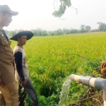 Petugas pertanian Kabupaten Tangerang meninjau pengairan sawah untuk mendukung mitigasi kekeringan lahan pertanian.